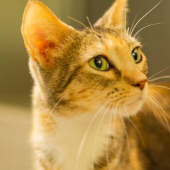 Tagliatelle -  Domestic Short Hair Cat for Adoption in Hot Springs, Arkansas - Tagliatelle | PetCurious