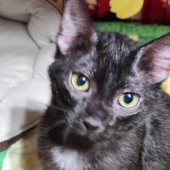 Domestic Short Hair Cats Available for Adoption - Raven K45995 | PetCurious