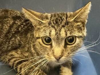 Stormy -  Domestic Short Hair Cat for Adoption in West Chester, Pennsylvania - Stormy | PetCurious