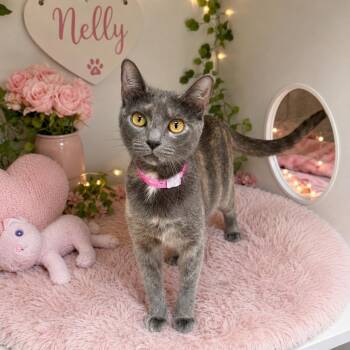 Nelly -  Dilute Tortoiseshell Cat for Adoption in Tavares, Florida - Nelly | PetCurious