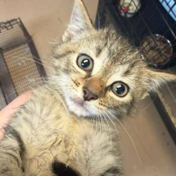 Elio -  Domestic Short Hair Cat Available for Adoption in Gadsden, Alabama - Elio | PetCurious