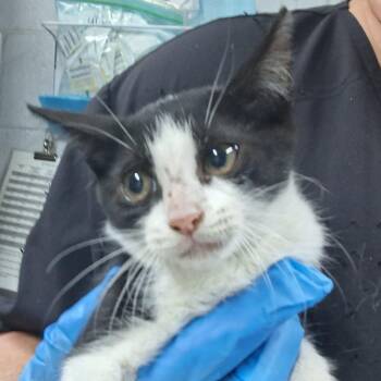 Bootsie @ Azalea Square PetSmart -  Domestic Short Hair Cat for Adoption in Summerville, South Carolina - Bootsie @ Azalea Square PetSmart | PetCurious