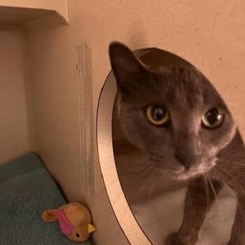 Domestic Short Hair Cats Available for Adoption in Skokie, Illinois - Unni | PetCurious