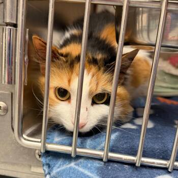 Domestic Long Hair Cats Available for Adoption in Blairsville, Georgia - Cali | PetCurious