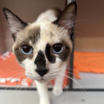 Willow -  Siamese Cat for Adoption in Sarasota, Florida - Willow | PetCurious