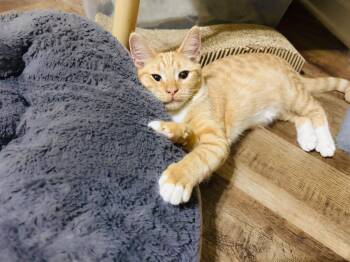Rescue Domestic Short Hair and Tabby Cats for Adoption in Mooresville, North Carolina - Elk | PetCurious