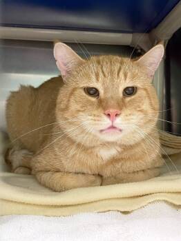 Big Mac -  Domestic Short Hair Cat for Adoption in Olean, New York - Big Mac | PetCurious