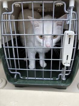 SNOW -  Domestic Short Hair Cat for Adoption in Louisville, Kentucky - SNOW | PetCurious