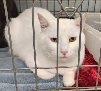 Rescue Domestic Short Hair Cats for Adoption in Saint Clairsville, Ohio - Snowball | PetCurious