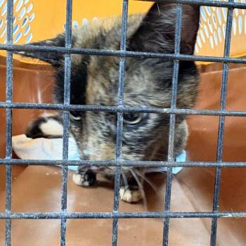 Domestic Short Hair Cats Available for Adoption in Newark, New Jersey - Lenora | PetCurious