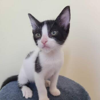Domino -  Domestic Short Hair Cat for Adoption in Valdosta, Georgia - Domino | PetCurious