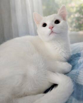 Domestic Short Hair Cats Available for Adoption - Kitten Chowder | PetCurious