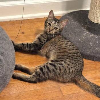 Domestic Short Hair Cats Available for Adoption in Gibsonia, Pennsylvania - Pixie | PetCurious