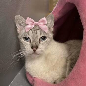 Sugar -  Siamese Cat for Adoption in Dalton, Georgia - Sugar | PetCurious