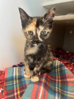Domestic Short Hair Cats Available for Adoption in Manassas, Virginia - Reece (ID 50894/1058) | PetCurious
