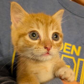 Rescue Domestic Short Hair Cats for Adoption in Fairfax Station, Virginia - Russet | PetCurious