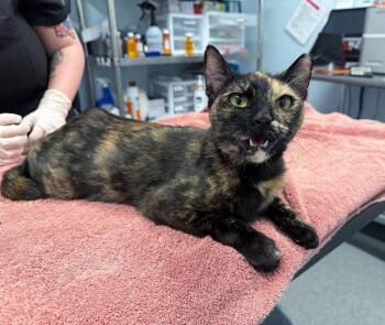 Lyric -  Domestic Short Hair Cat for Adoption in Raleigh, North Carolina - Lyric | PetCurious