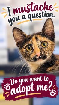 Kara -  Domestic Short Hair Cat for Adoption in Frisco, Texas - Kara | PetCurious