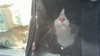 SCAMP -  Domestic Short Hair Cat for Adoption in Charlotte, North Carolina - SCAMP | PetCurious