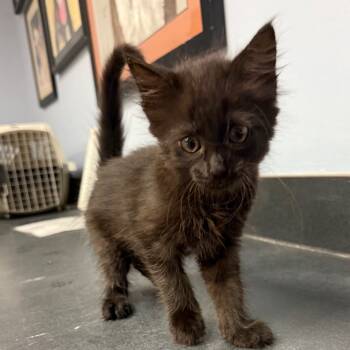 Rescue Domestic Medium Hair Cats for Adoption in Port Charlotte, Florida - Oogie Boogie | PetCurious