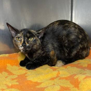 Alma G -  Domestic Short Hair Cat for Adoption in Roanoke, Virginia - Alma G | PetCurious