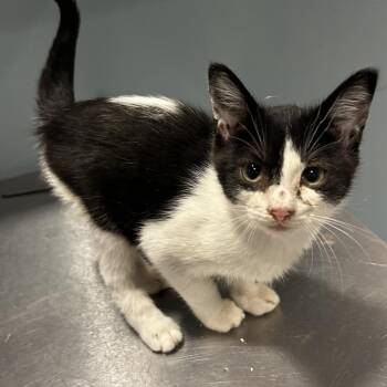 Moola -  Domestic Short Hair Cat for Adoption in Chattanooga, Tennessee - Moola | PetCurious