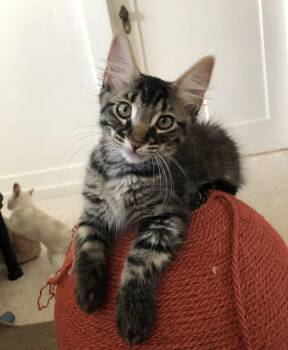 Junior -  Tabby Cat Available for Adoption in Mission Viejo, California - Junior | PetCurious