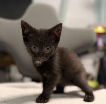 Ash -  Domestic Short Hair Cat for Adoption in Vancouver, Washington - Ash | PetCurious