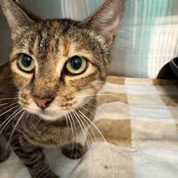 BRAZ-Stray-138736 -  Domestic Short Hair Cat for Adoption in Lake Jackson, Texas - BRAZ-Stray-138736 | PetCurious