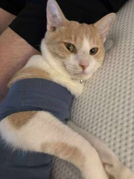 Rescue Tabby Cats for Adoption in Melbourne, Florida - Jasper | PetCurious