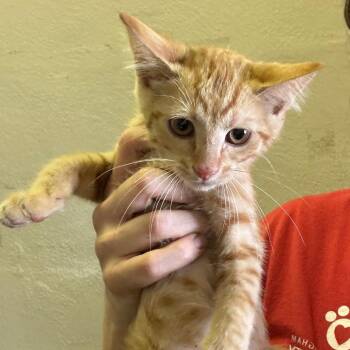 Dumpty -  Domestic Short Hair Cat for Adoption in Birmingham, Alabama - Dumpty | PetCurious