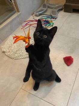 Rescue Domestic Short Hair Cats for Adoption in Ottawa, Ontario - Lacy (f) Dsh Black | PetCurious