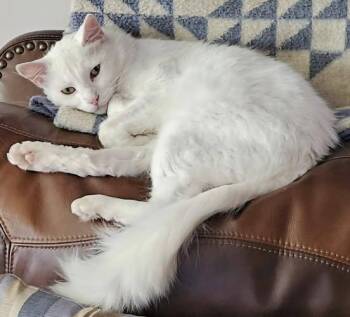 Rescue Domestic Medium Hair Cats for Adoption in Caro, Michigan - Angel | PetCurious