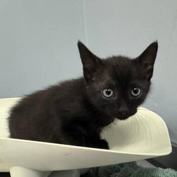 Shadow -  Domestic Short Hair Cat for Adoption in Columbus, Georgia - Shadow | PetCurious