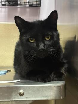 Domestic Short Hair Cats Available for Adoption - Cake | PetCurious