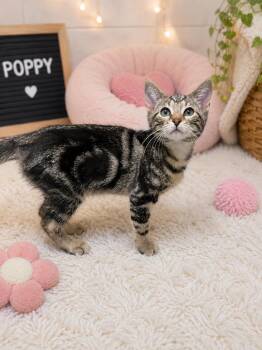 Poppy -  Domestic Short Hair Cat for Adoption in Chattanooga, Tennessee - Poppy | PetCurious