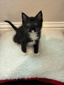 *TUX -  Domestic Short Hair Cat for Adoption in Woodland, California - *TUX | PetCurious