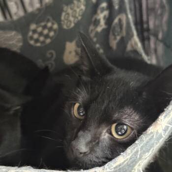 Buzz -  Domestic Short Hair Cat for Adoption in Syracuse, New York - Buzz | PetCurious