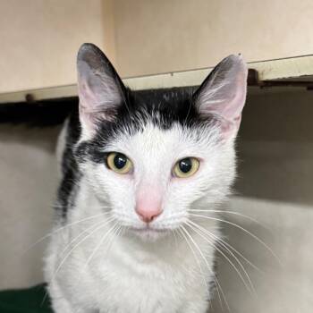 Domestic Short Hair Cats Available for Adoption in Battle Creek, Michigan - BANGS | PetCurious