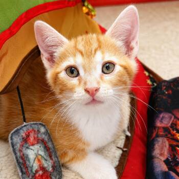 Frito -  Domestic Short Hair Cat for Adoption in Long Beach, California - Frito | PetCurious