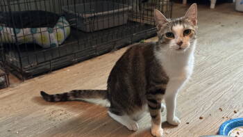 Rescue Domestic Short Hair Cats for Adoption in Broomall, Pennsylvania - Lucinda | PetCurious