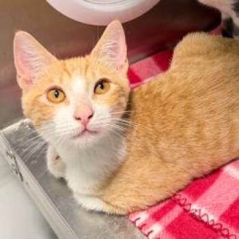 Charlton -  Domestic Short Hair Cat for Adoption in Kanab, Utah - Charlton | PetCurious