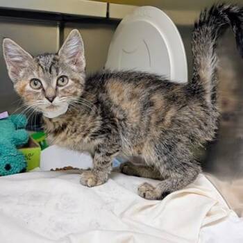 Venkman -  Domestic Short Hair Cat for Adoption in Richmond, Virginia - Venkman | PetCurious