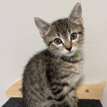 Harry -  Domestic Short Hair Cat for Adoption in Franklin, Tennessee - Harry | PetCurious