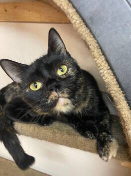 TORI -  Tortoiseshell Cat for Adoption in Peru, Indiana - TORI | PetCurious