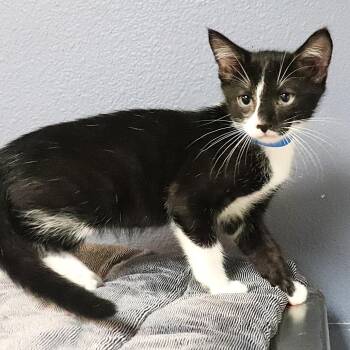 Lynx -  Domestic Short Hair Cat for Adoption in Lakeland, Florida - Lynx | PetCurious