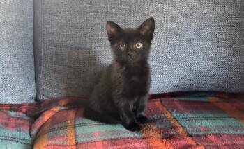 Domestic Short Hair Cats Available for Adoption in North Babylon, New York - Pepper | PetCurious