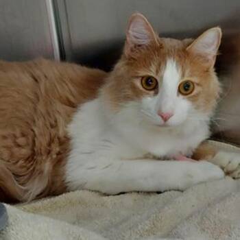 Tiger jr -  Domestic Long Hair Cat for Adoption in Lake Havasu City, Arizona - Tiger Jr | PetCurious