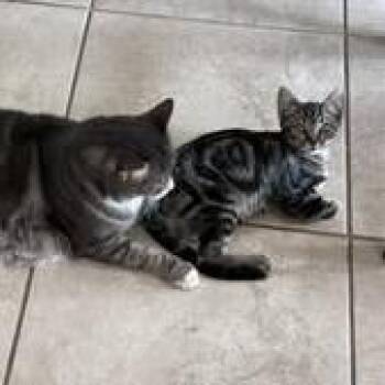 Chester -  Domestic Short Hair Cat for Adoption in TIMBERCRK CYN, Texas - Chester | PetCurious