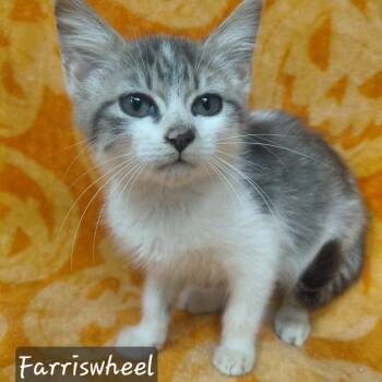 FarrisWheel -  Domestic Short Hair Cat for Adoption in New Tazewell, Tennessee - FarrisWheel | PetCurious